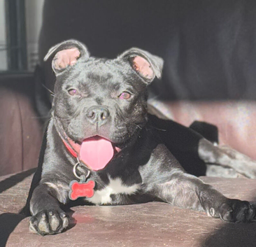 Staffordshire bull terrier pup
