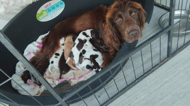 Last cocker spainel boy remaining