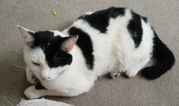 Male cat wants loving new home