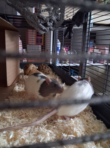 2 male rats