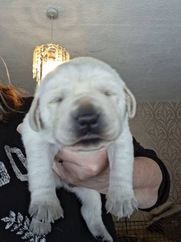 Health tested labrador puppies