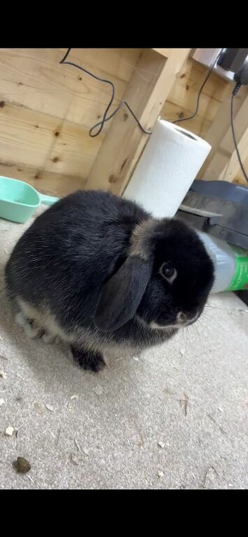 Mini lops males and female