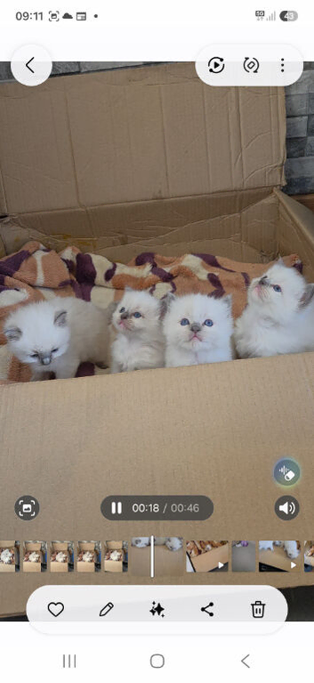 Ragdoll pure breed kittens