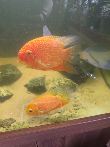 Severum breeding pair