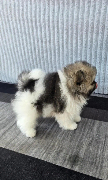 Particolour Pomeranian Puppies