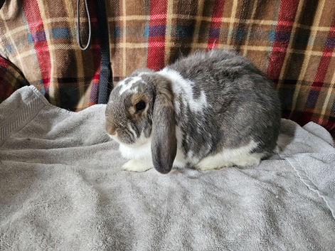 Smudge