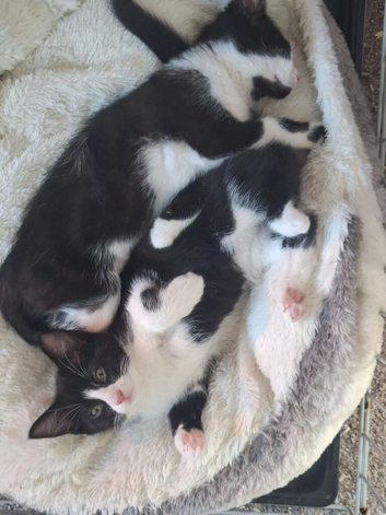 Rescue Kittens