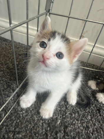 Little girl looking for her forever home