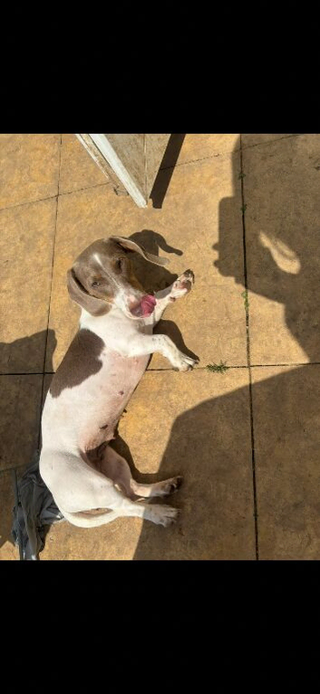 Miniature piebald dachshund Kc registered female