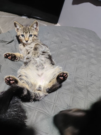 male tabby