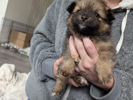 Pomeranian puppys for sale
