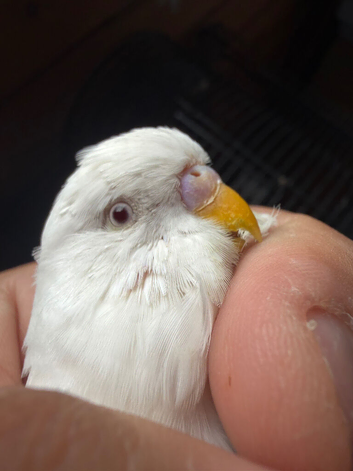Budgie Females for Sale