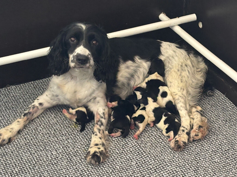 English Springer Spaniel KC REG Pups
