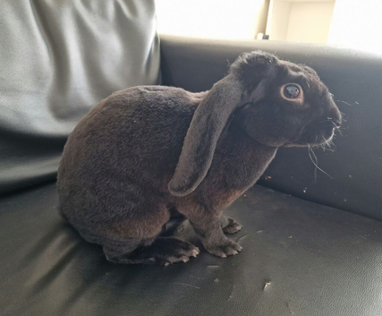 Rare Velveteen Lop Boy