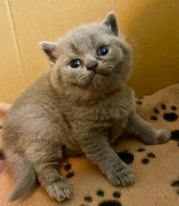 British Shorthair Kittens
