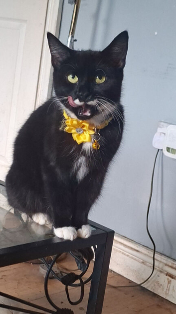 2 year old cat
