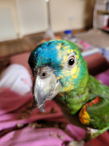 Hand reared gorgeous Blue Fronted Amazon Parrot.