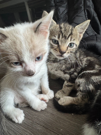 3 kittens for sale