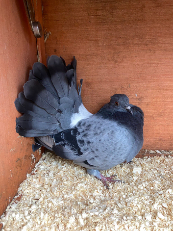 Blue Bar Indian Fantail