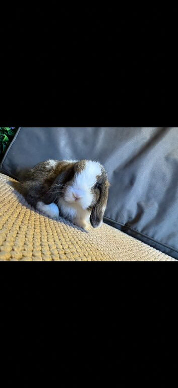 2 mini lop boys