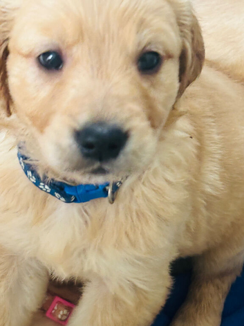 Golden retriever KC puppies