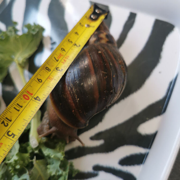 Giant African Land Snails, smaller ones available