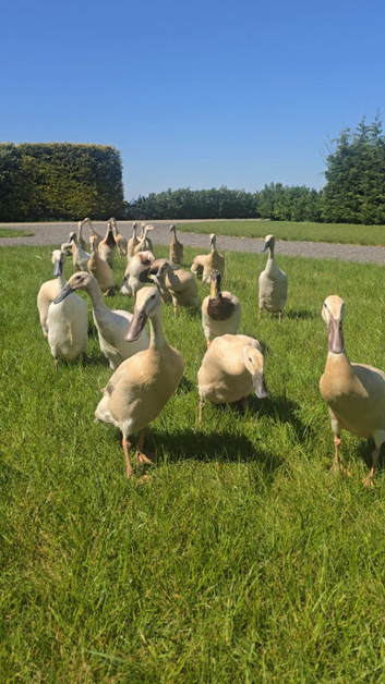 Pure Breed Female Indian Runner Ducks Lincolnshire