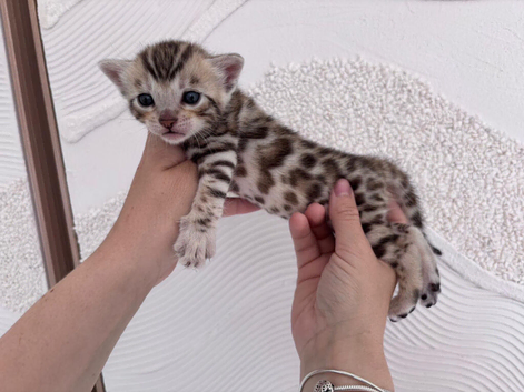 BENGAL KITTENS LOOKING FOR FOREVER HOMES