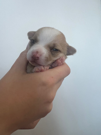 Chihuahua puppies for sale
