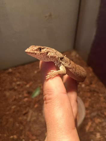 Male pygmy mulga monitor