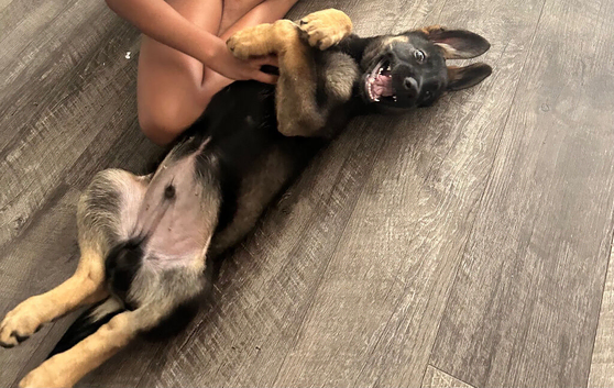 6 month old GSD