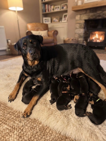 Beautiful pups