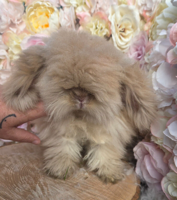 Teddywidder