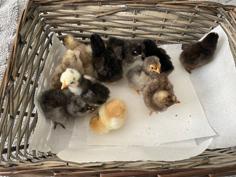 3 day old bantam chicks