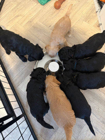 5 cockapoo puppies
