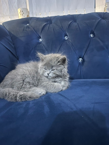 British longhair kittens