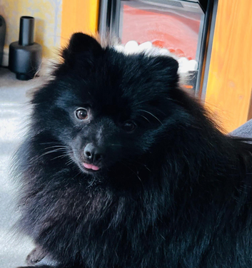 black pomeranian for stud