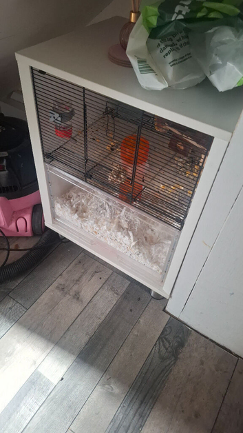 Winter white hamster and cage