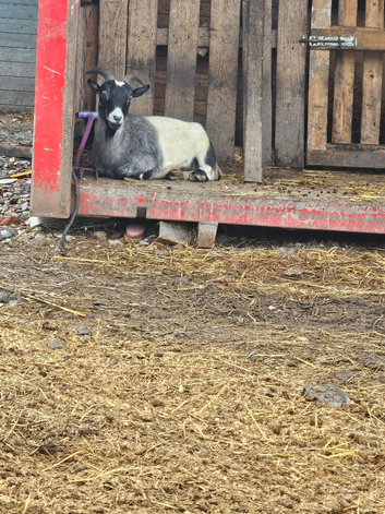 Weather pygmy goat