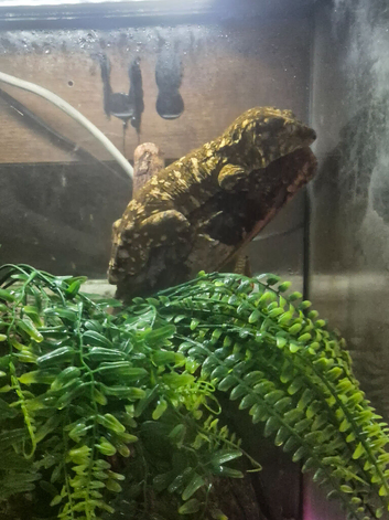 Big reptile collection