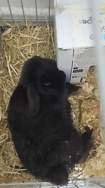 Girl rabbit