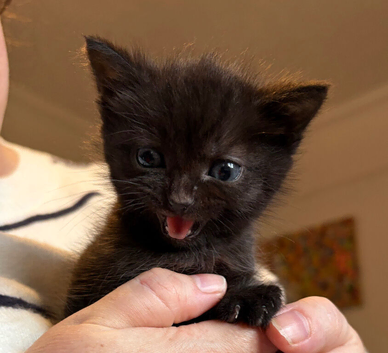 Black kittens with ghost stripes