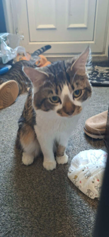 male cat 1 year old