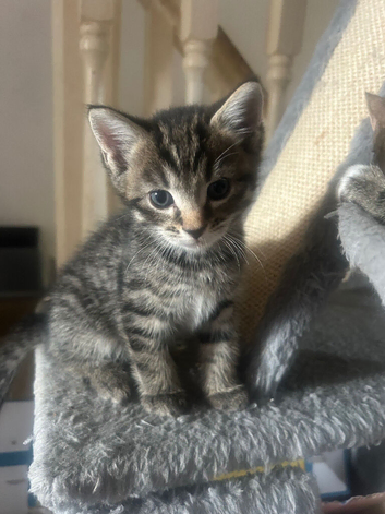 6 weeks old arable fluffy tabbie kittens