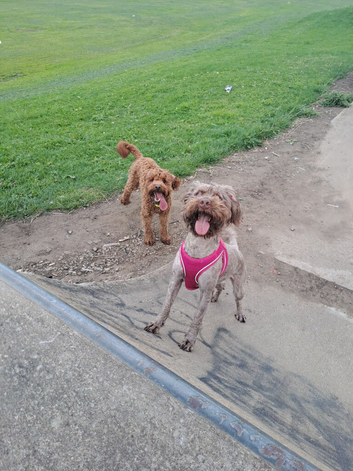 Cockerpoo Pup Girl & Boy