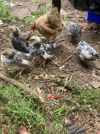 Serama chicken