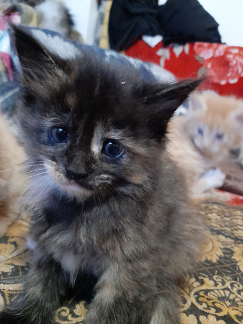 Selling 2 kittens