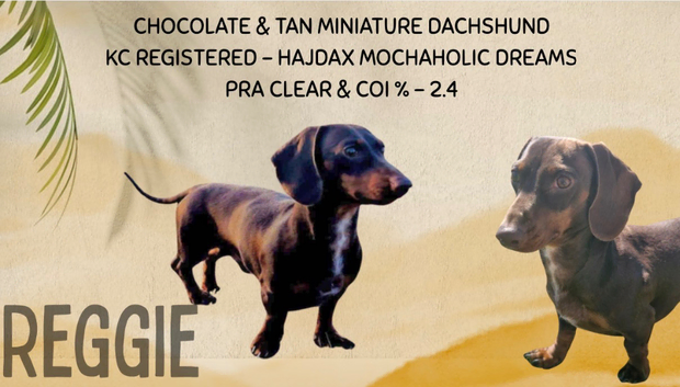 KC Registered Chocolate & Tan Miniature Dachshund Stud &pound;200