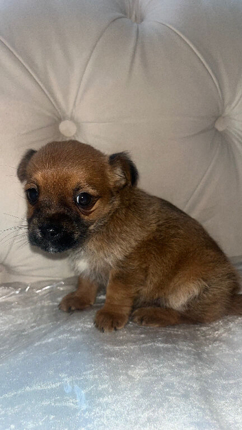 Beautiful Jack Chi boy