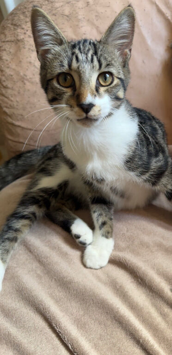 Reduced Stunning cross bengal looking for loving homes
